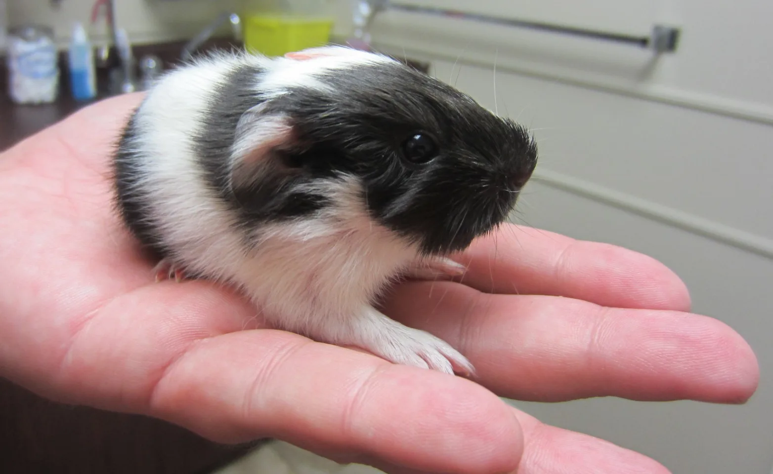 Veterinarian holding a Guinea Pig In Hand at Bowmanville Veterinary Clinic